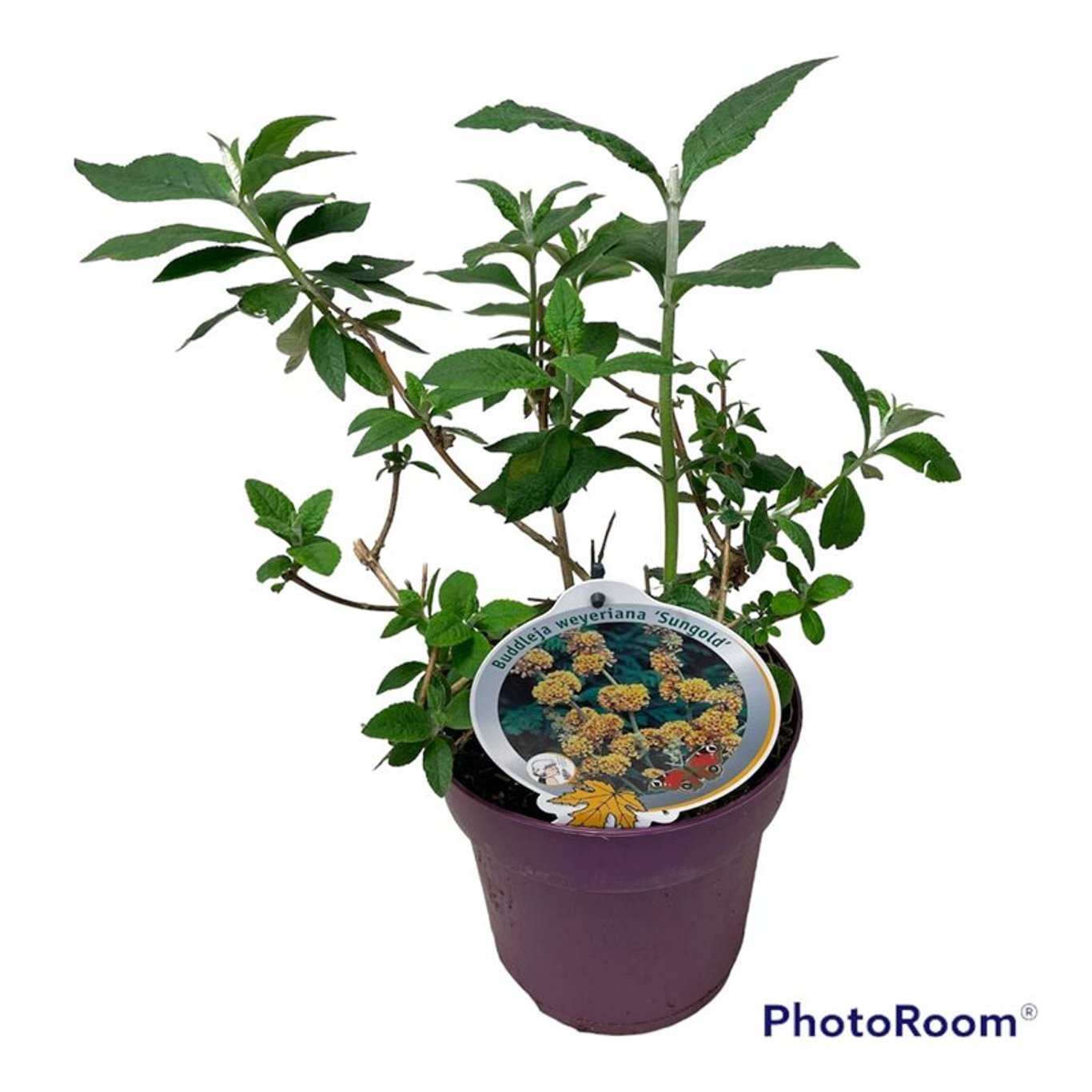 Buddleja weyer. 'Sungold' - C3